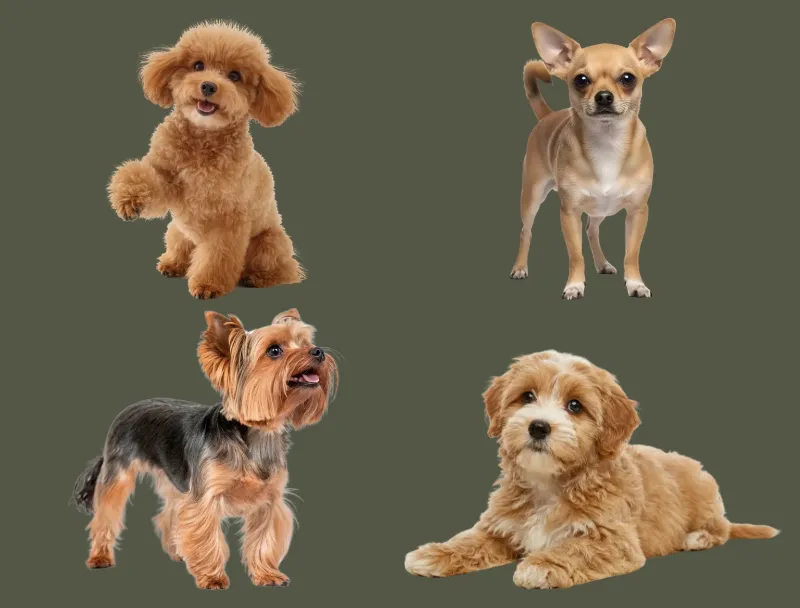 Small Dog Breeds for Cyprus: Which Suit a Flat and a Hot Summer