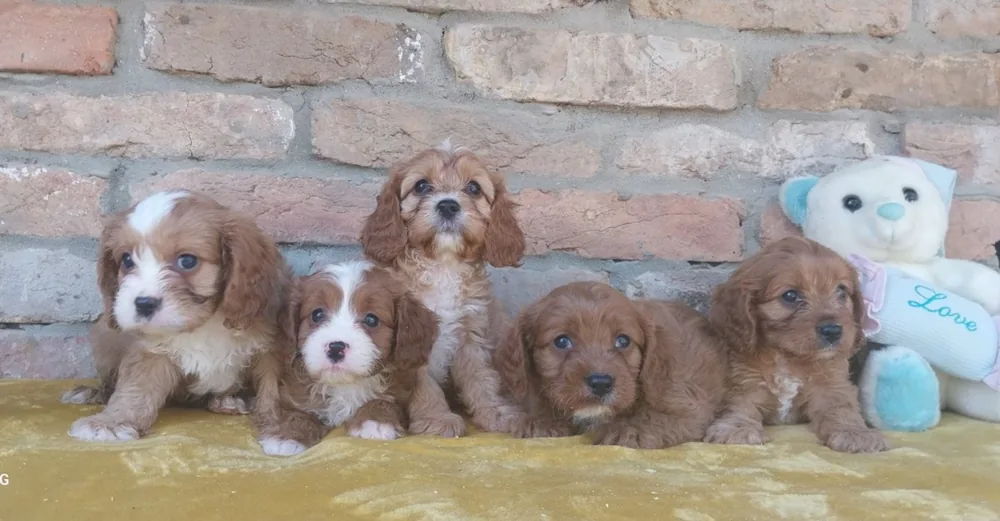 Cavapoo puppies