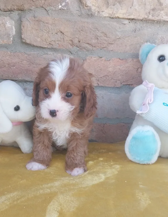 Cavapoo puppies 2