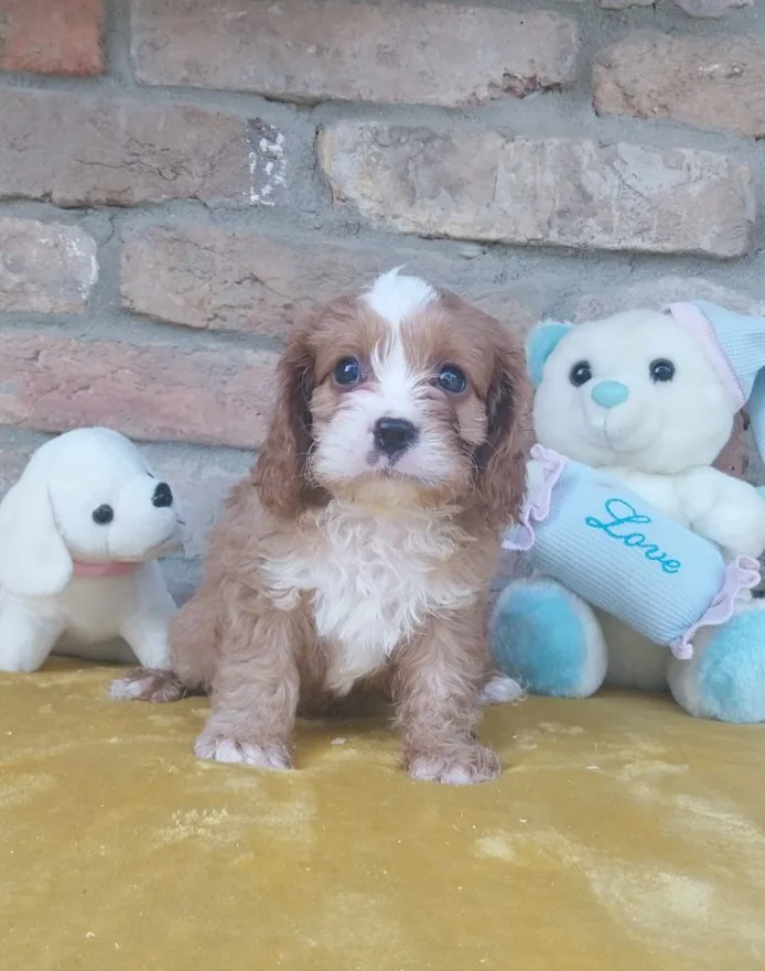 Cavapoo puppies 3
