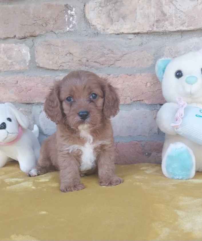Cavapoo puppies 4