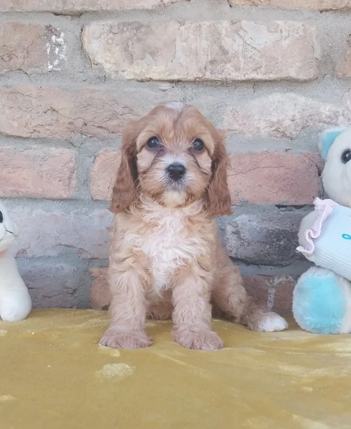 Cavapoo puppies 5