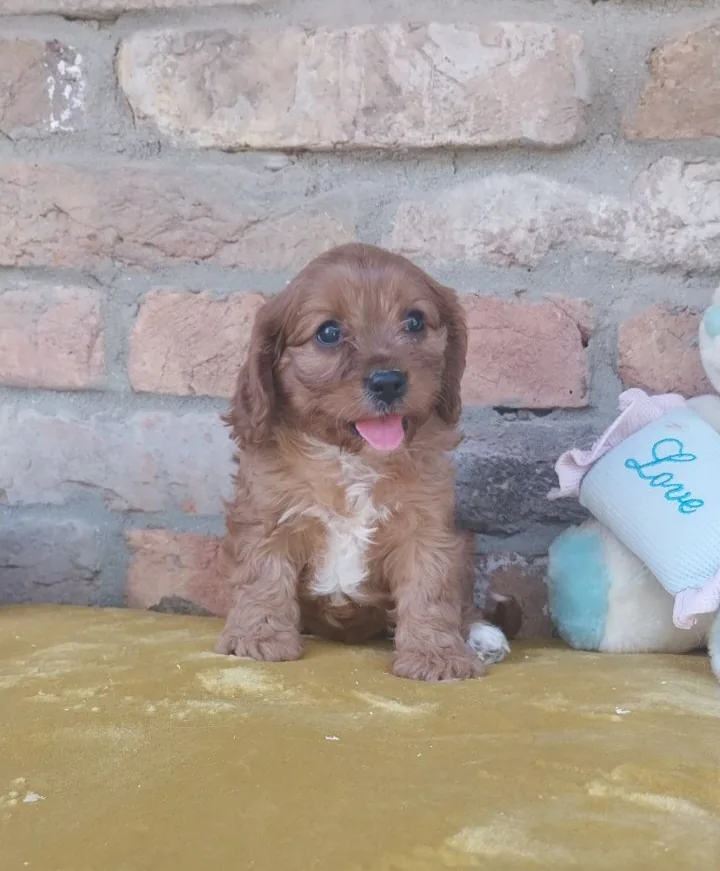 Cavapoo puppies 6