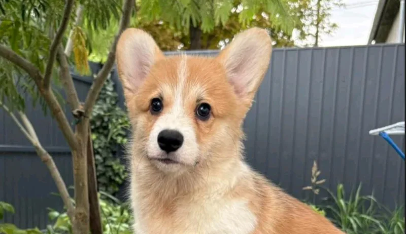 Welsh Corgi Pembroke puppies
