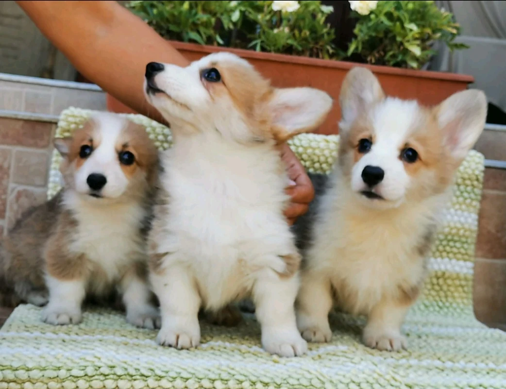 Welsh Corgi Pembroke puppies