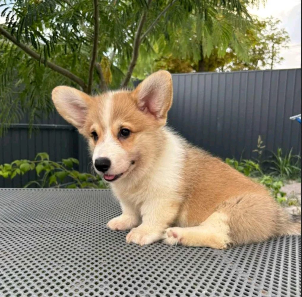 Welsh Corgi Pembroke puppies 2