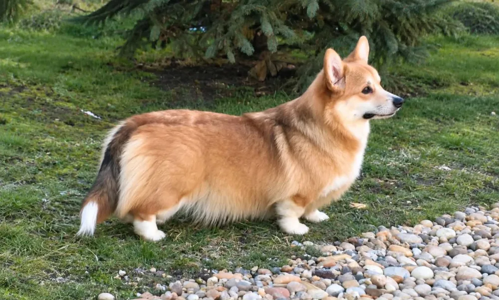 Welsh Corgi Pembroke puppies 5
