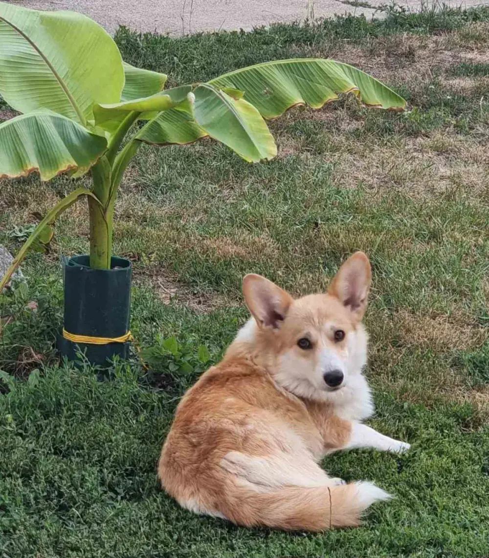 Welsh Corgi Pembroke puppies 6