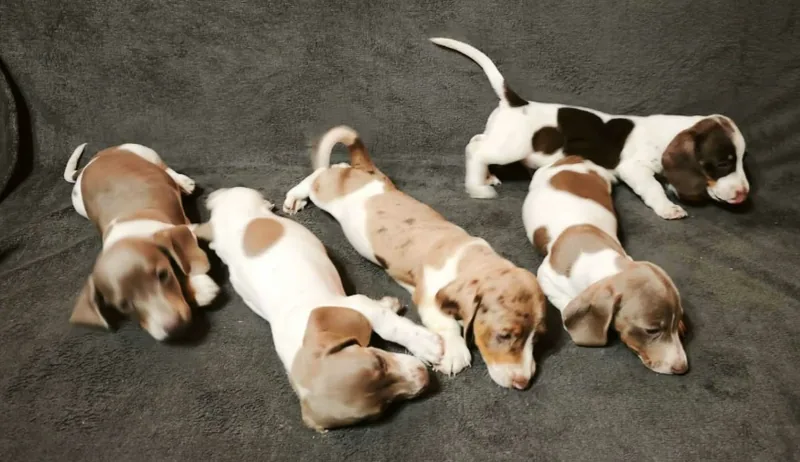 Miniature Dachshund puppies