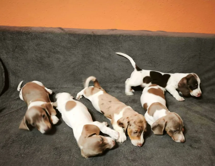 Miniature Dachshund puppies