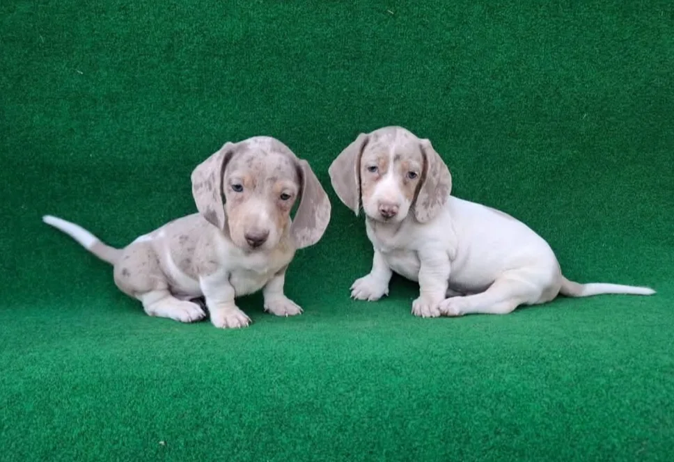 Miniature Dachshund puppies 2