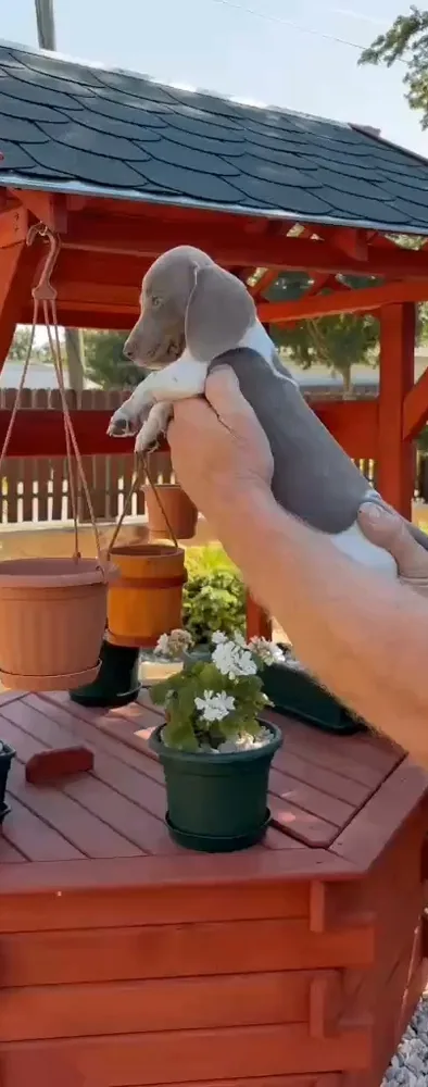 Miniature Dachshund puppies 3