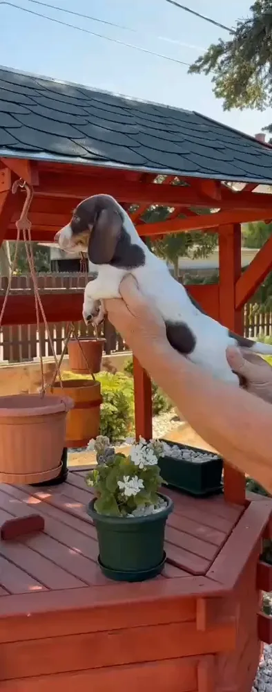 Miniature Dachshund puppies 6