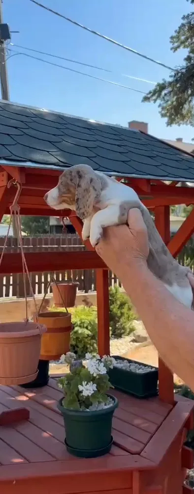 Miniature Dachshund puppies 7
