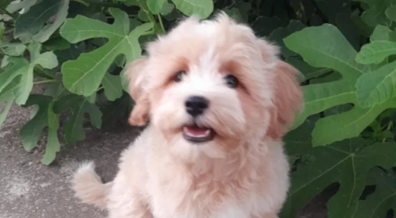 Maltipoo puppies