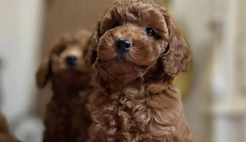 Miniature Poodle puppies