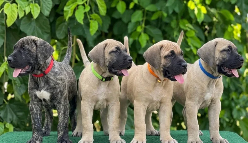 Presa Canario puppies