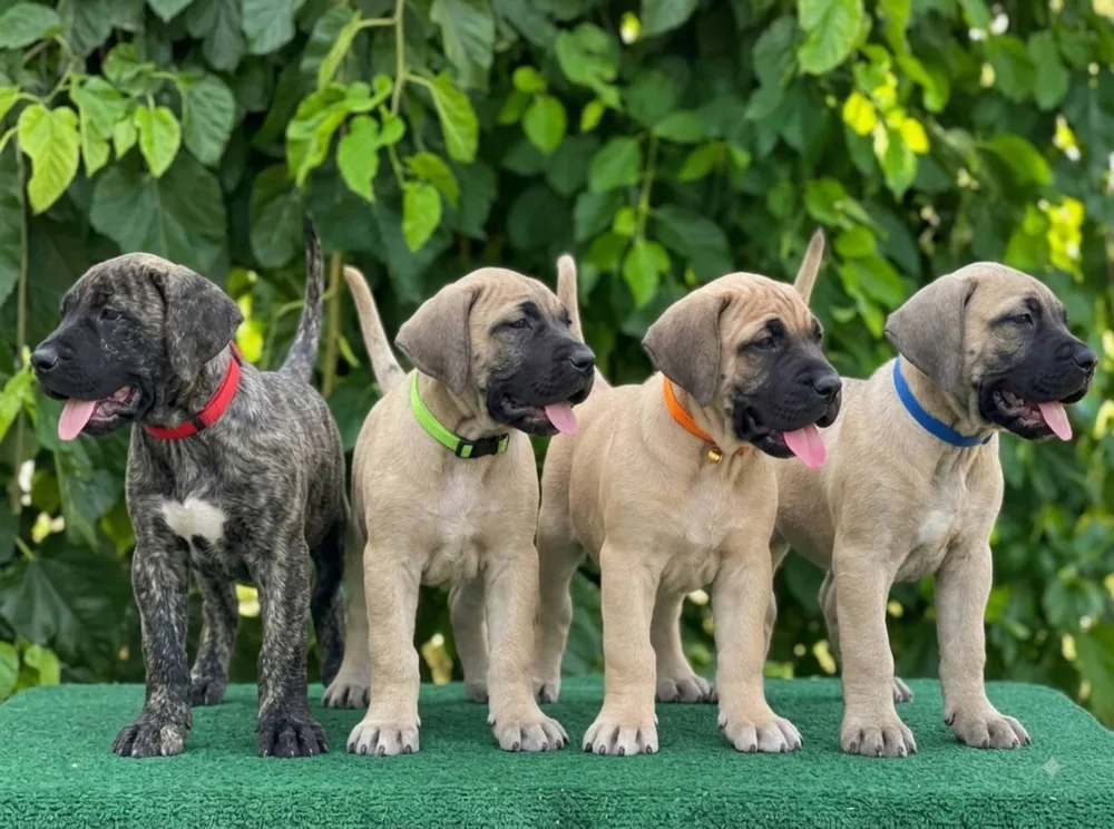 Presa Canario puppies