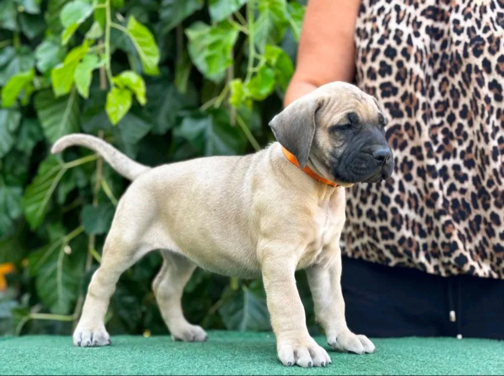 Presa Canario puppies 2