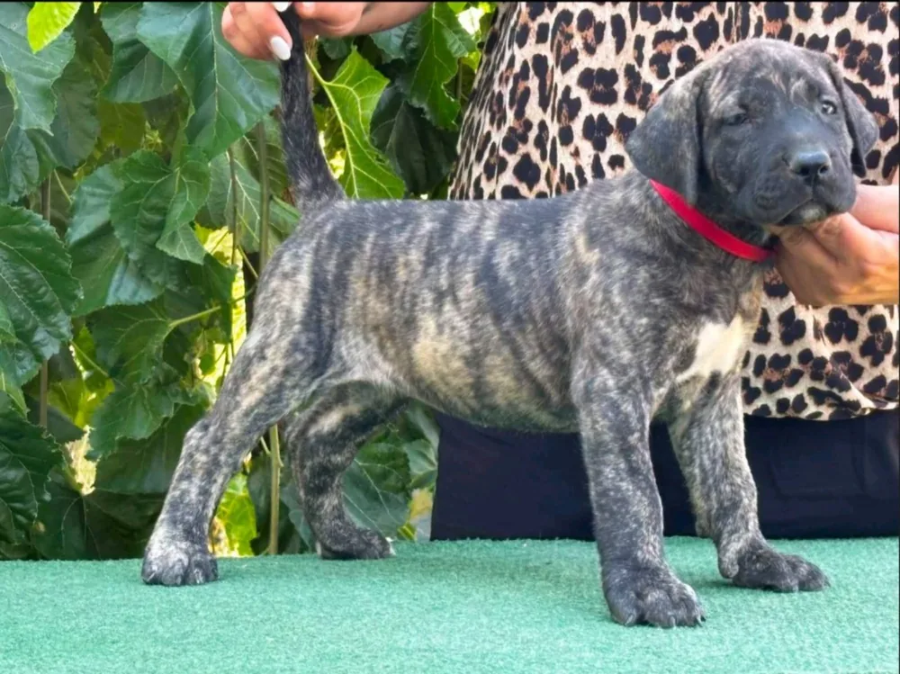 Presa Canario puppies 3