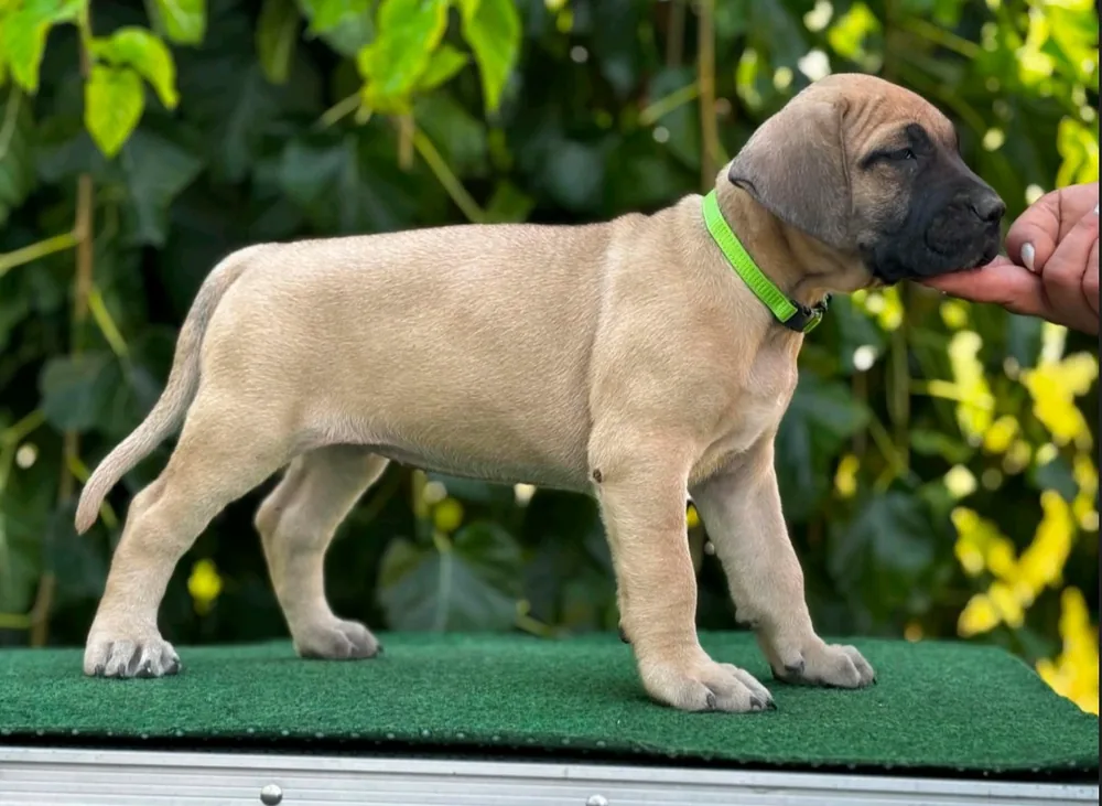 Presa Canario puppies 4