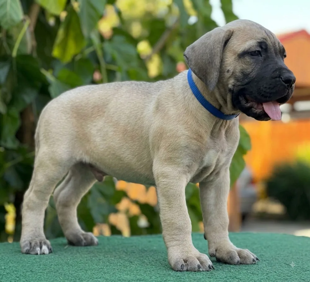Presa Canario puppies 5