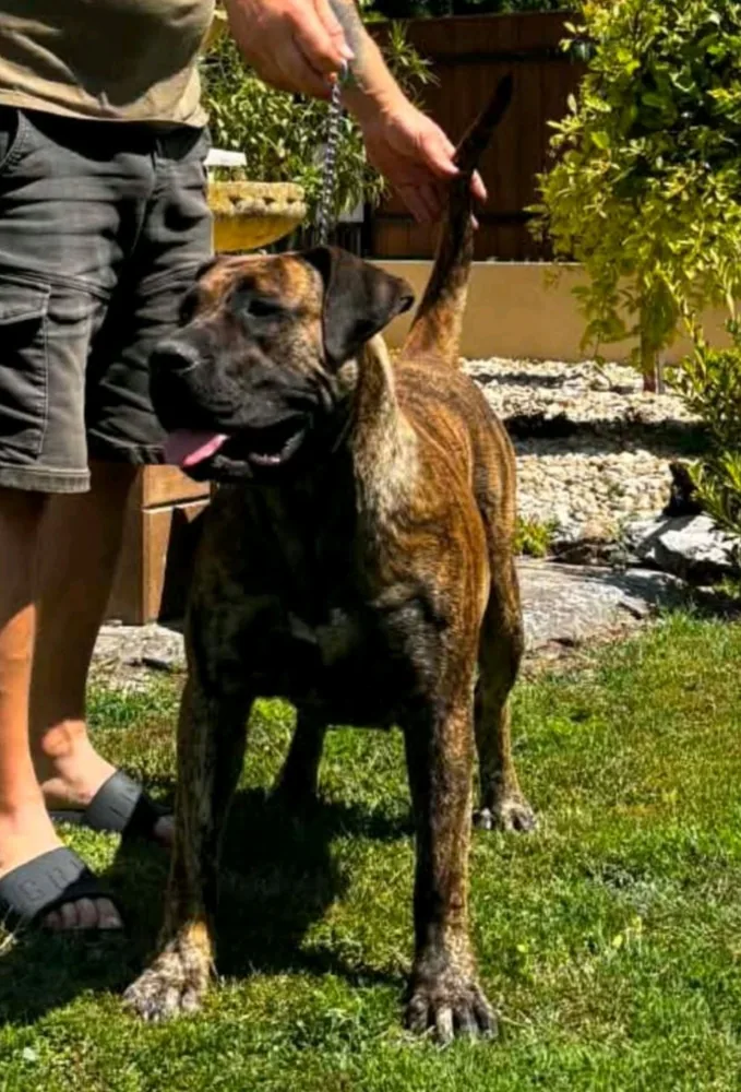 Presa Canario puppies 6