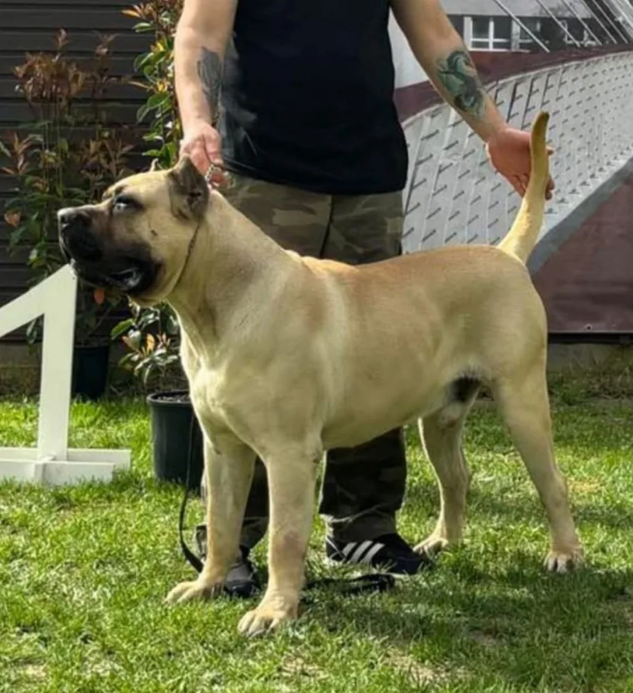 Presa Canario puppies 7