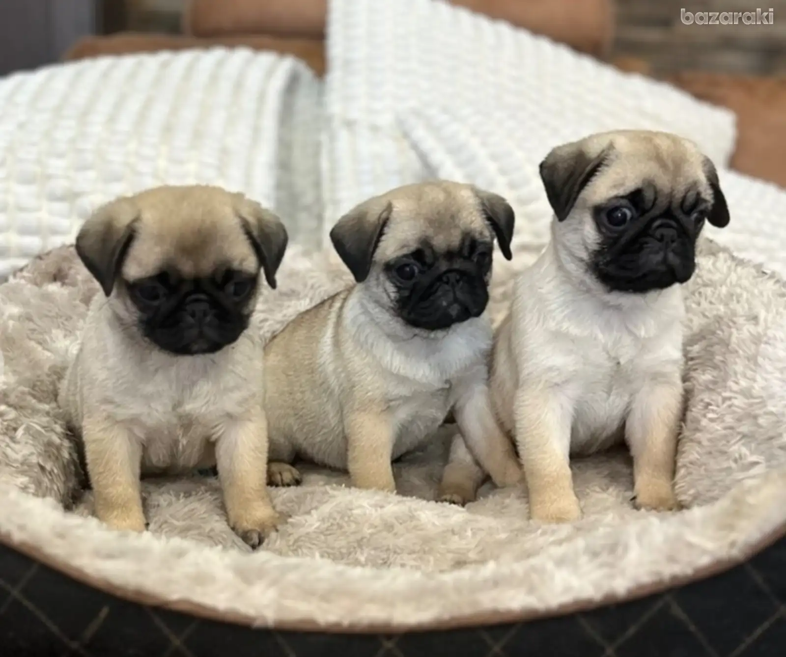 Pug female puppies