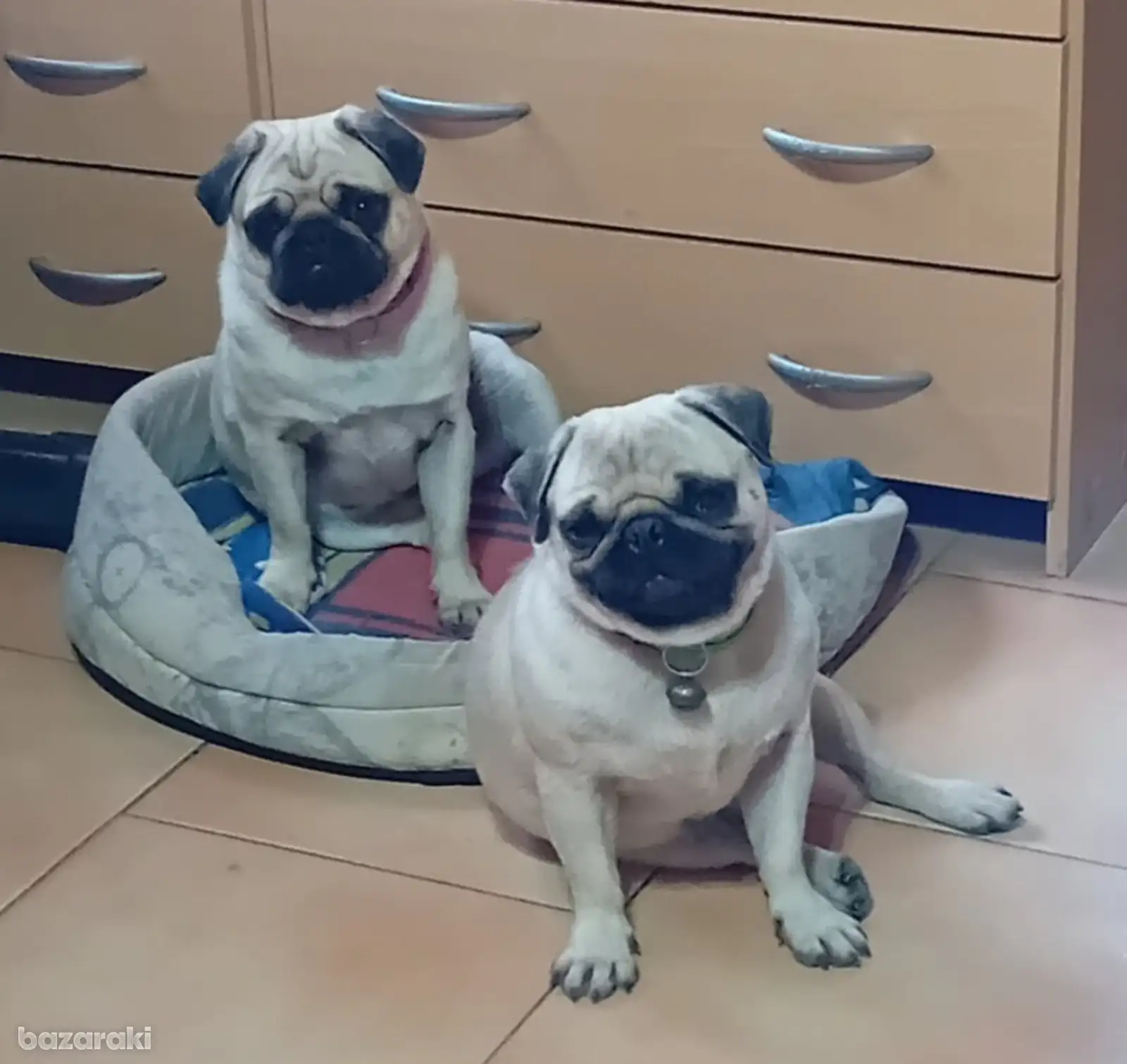 Pug puppies with their parents