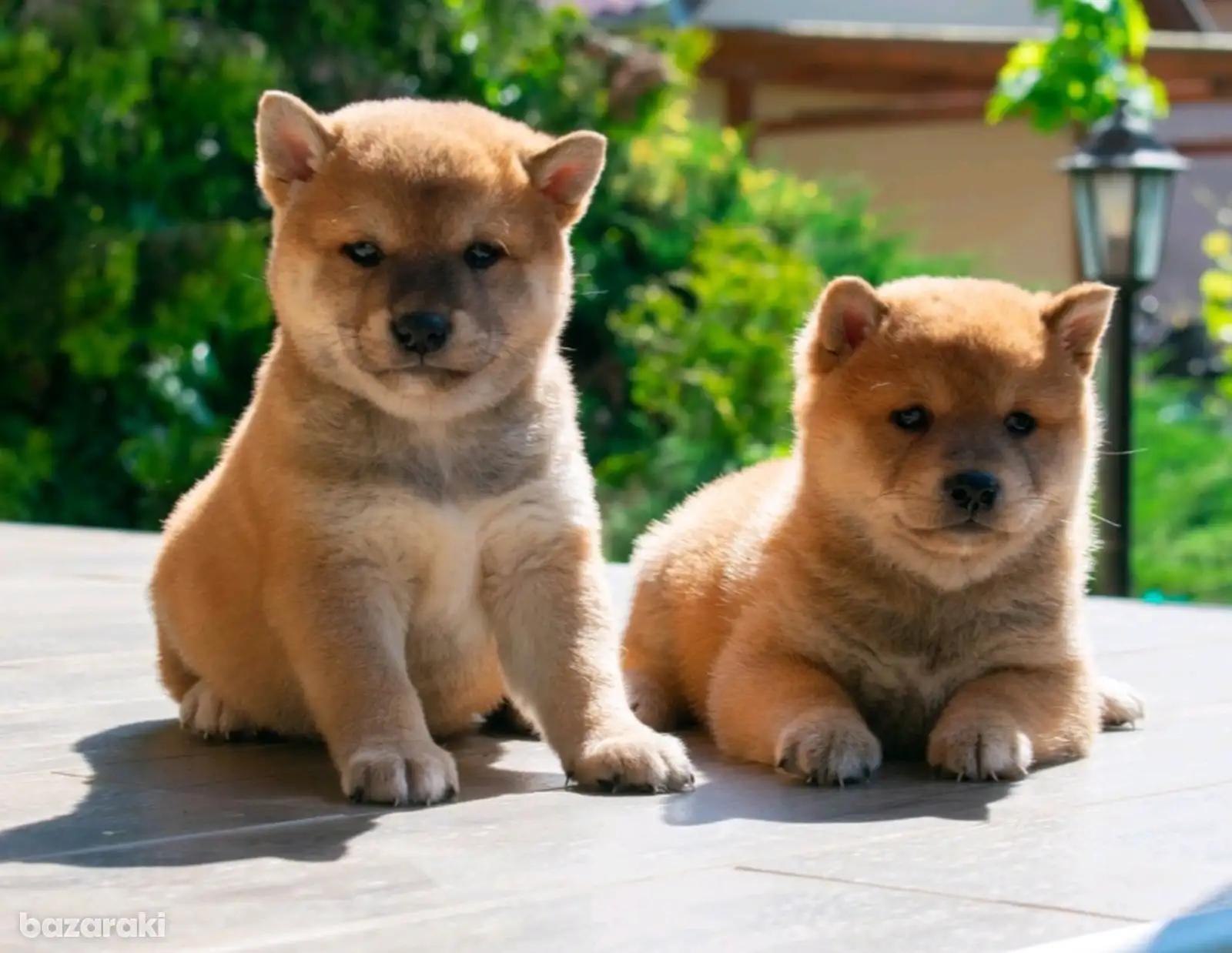 Shiba Inu puppies