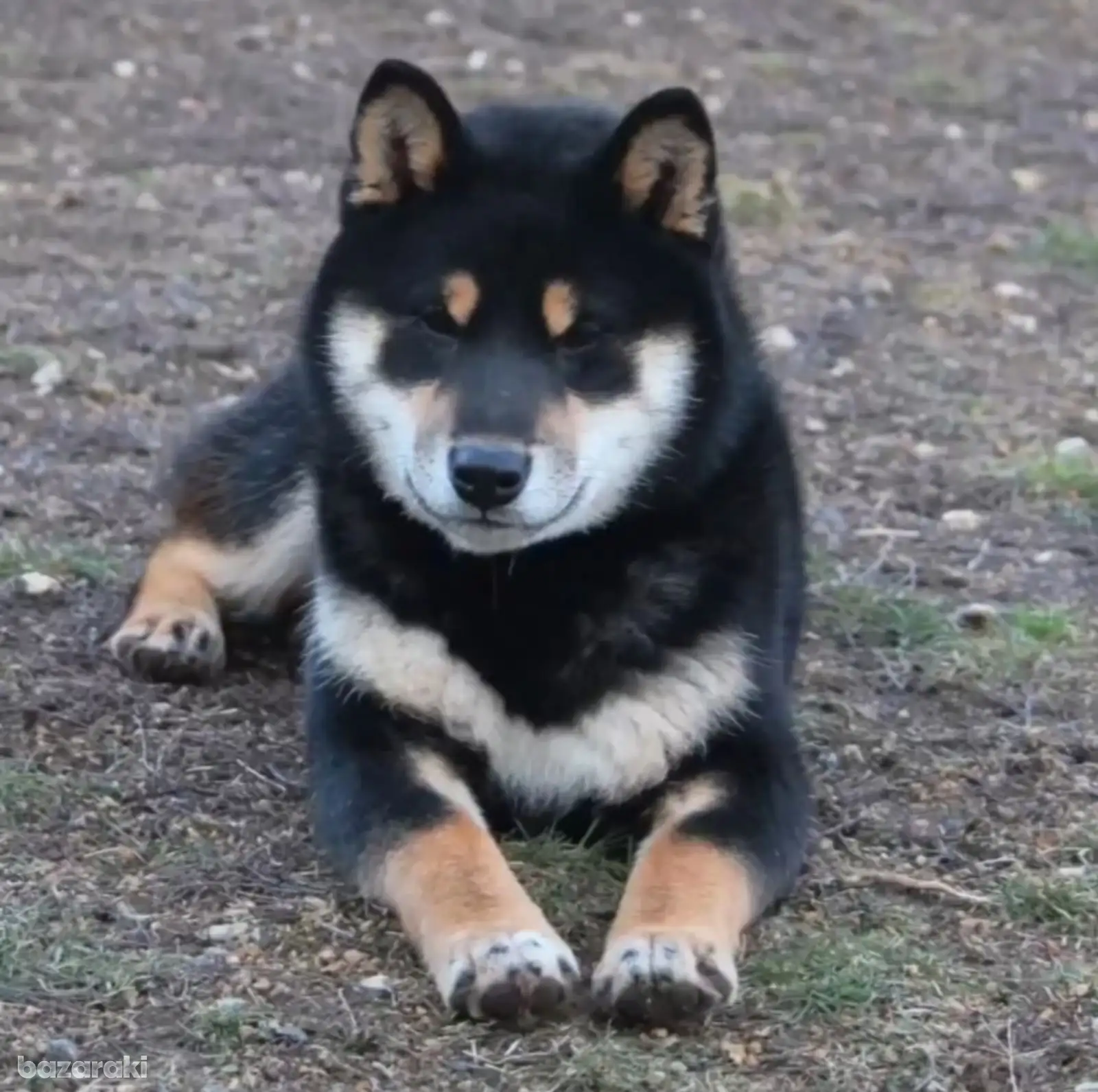Shiba Inu — parent dog