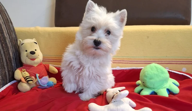 West Highland White Terrier puppies
