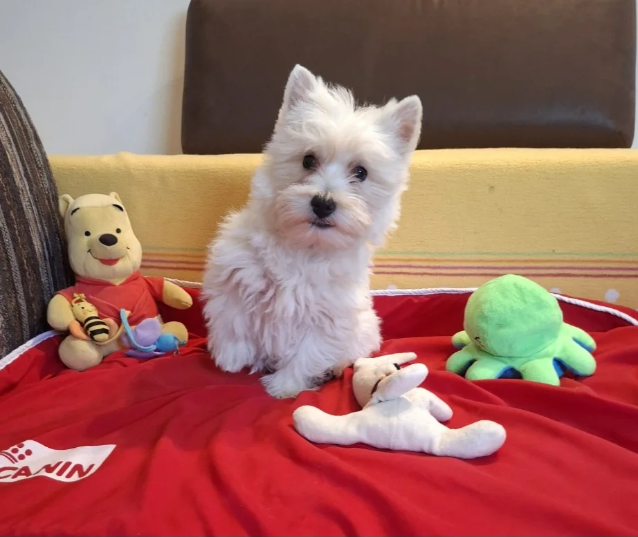 West Highland White Terrier puppies