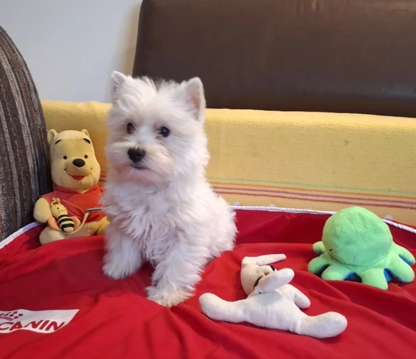 West Highland White Terrier puppies 2