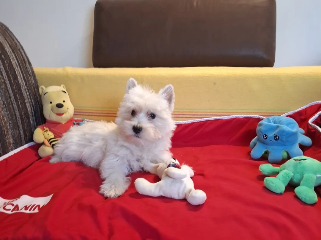 West Highland White Terrier puppies 3