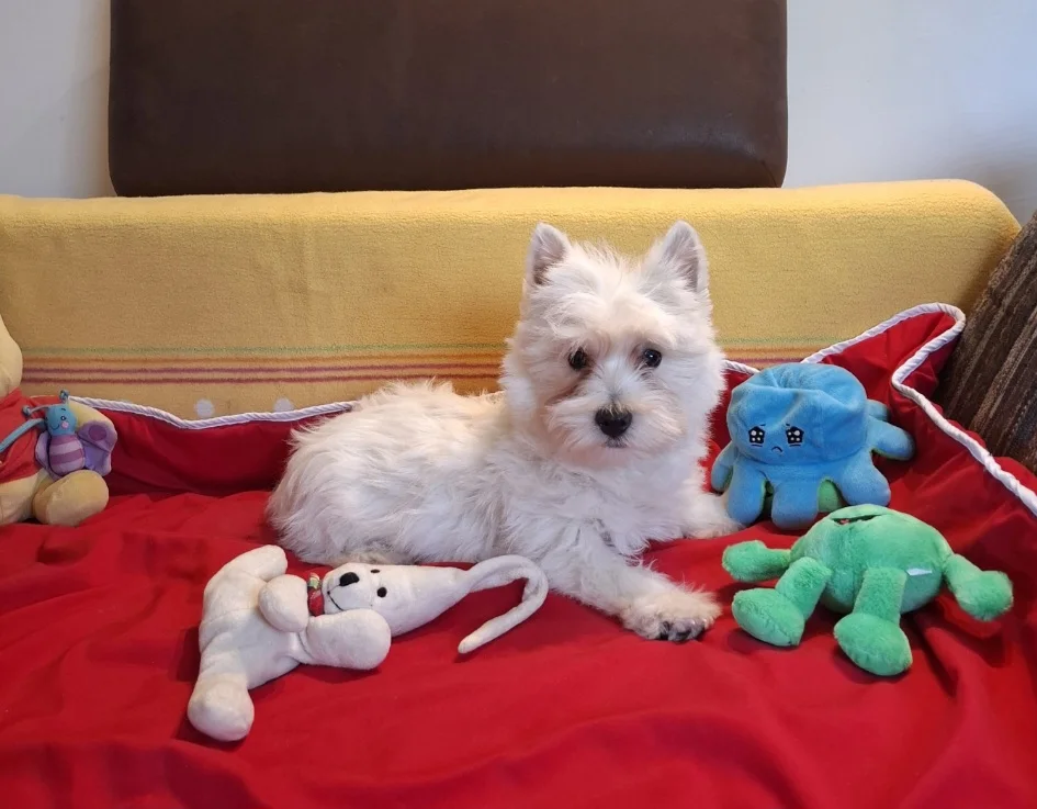 West Highland White Terrier puppies 4