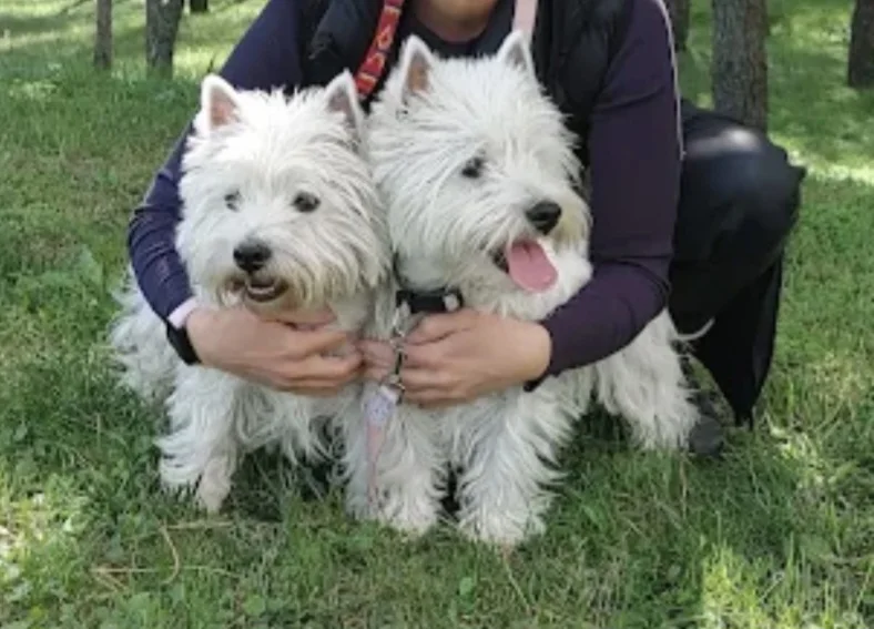 West Highland White Terrier puppies 5